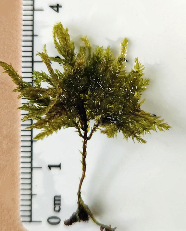 Thamnobryum alleghaniense